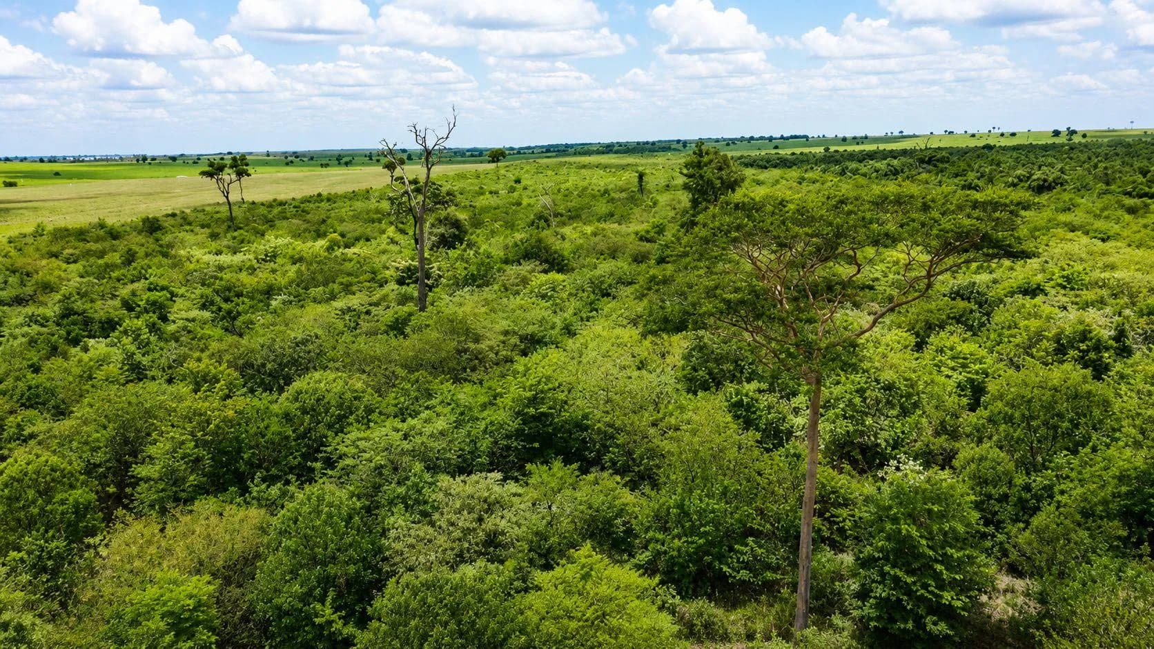 COMPENSAÇÃO AMBIENTAL POR OBRAS NA RAPOSO TAVARES TRANSFORMA PASTAGEM EM FLORESTA EM MARABÁ PAULISTA